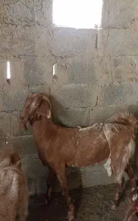 گتاچ یک شکم