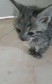 گربه