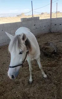 اسب مادیون