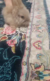 بچه خرگوش