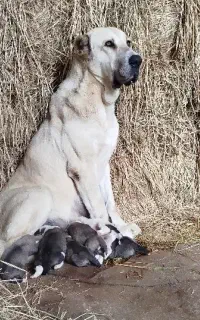 توله الابای