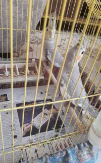 دو عدد طوطی عروس