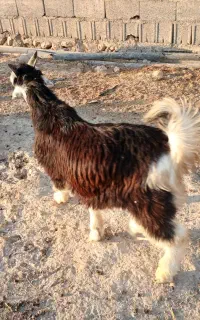 دو راس کهره ترکی تخمی