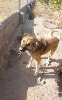 سگ نگهبانی