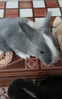 خرگوش