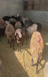 سلام روز بخیر تعداد 30راس میش