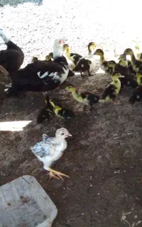 جوجه سیکا یک هفته ای و بقلمون برنز یک هفته ای