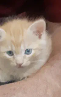 واگذاری ۲تا بچه گربه ناز ماده