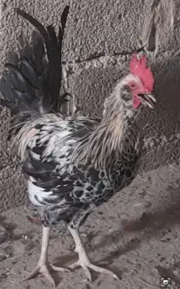 خروس جوان