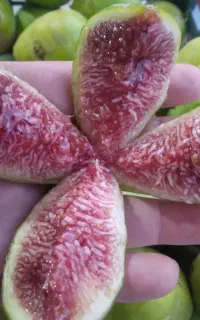 انجیر گلابی خوش رنگ و شیرین