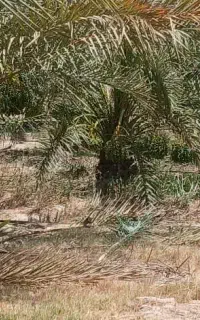 کارگر برای کار کشاورزی