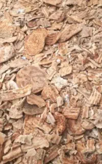 نان خشک تمیز وبربری