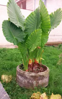 گل بابا آدم
