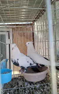 کبوتر دم سیاه