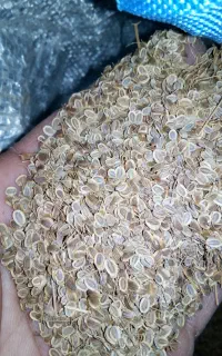 بذر شوید صادراتی