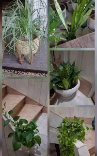 گل آپارتمانی مناسب