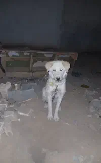واگذاری سگ نگهبان