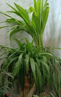 فروش گل