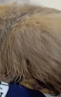 خرگوش