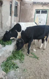 ۲عددگوساله نر به فروش میرسد