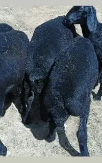 بره ماده قره قزل گوسفند میش قوچ شیشک