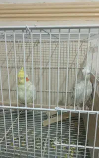 عروس هلندی