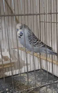 مرغ عشق انگلیسی مولد