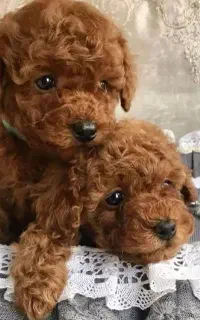 سگ پودل رنگ رد بدون واسطه..