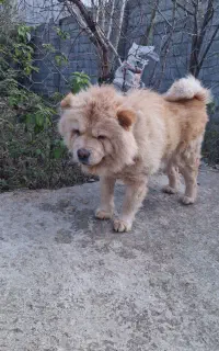 کارگر جهت نگهداری ونظافت ۲۰قلاده سگ