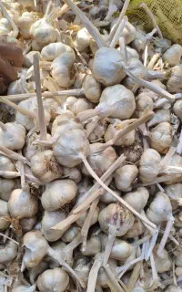 سیر  بصورت اقساطی وسرمحصولی سیراصل استان همدان