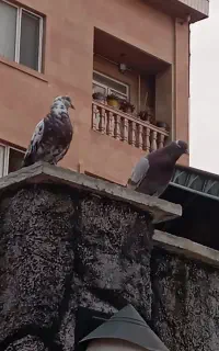 کبوتر