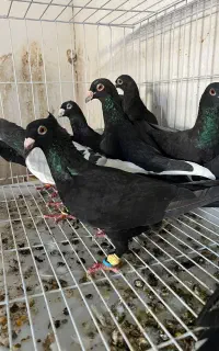 دسته کفتری زاغ