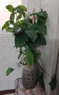 گل‌ گوش گرگی سبز