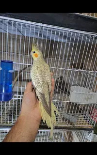 طوطی عروس در انواع رنگ و سن