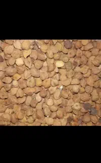 فروش نخود قرمز