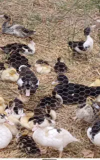 اردک مسکویی..اسرائیلی