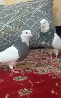 جفت طوقی