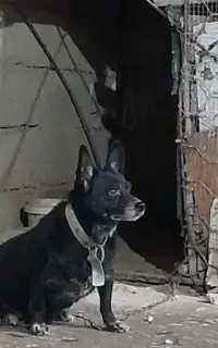 سگ نگهبان
