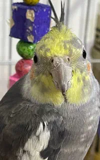 عروس هلندی نر