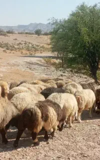 60 راس میش و شیشک ترکی