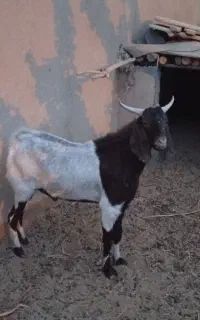 دوبر چبش یک ساله