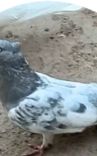 گمشده روزدوشنه تاریخ ۷/۲۱