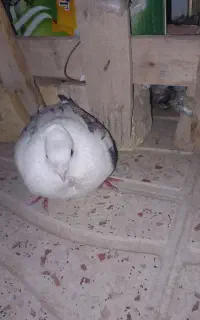 کبوتر