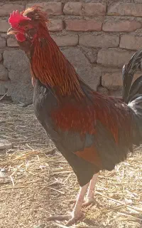 اسباب بازی خروس گلین