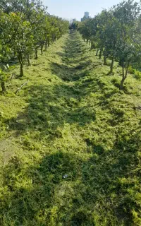 علف تراشی و سمپاشی درخت میوه جات