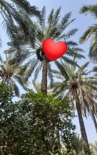 درخت گرازی