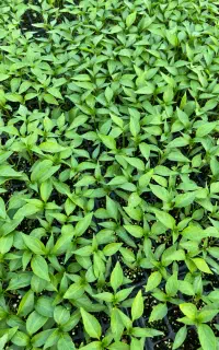 نشا گوجه بادمجان فلفل دلمه فلفل قلم شمشیری