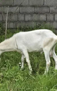 بز سانن اصل و درجه یک