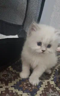 بچه گربه
