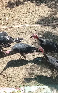 بوقلمون از نژاد انگلیسی